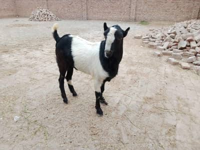 teddy bakra for sale