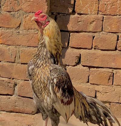 main wali aseel 03006520734