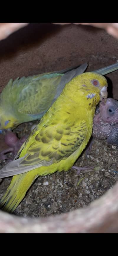 Urgent sale Budgies and cages/ pairs with chicks