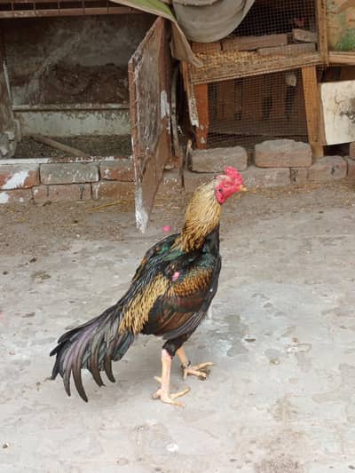 kubsurat or nasli breeder murga