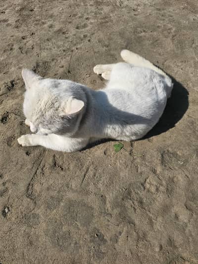 Vaccinated friendly cat