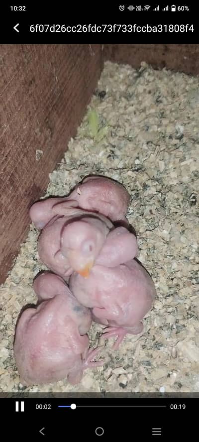 yellow ringneck parrot chicks