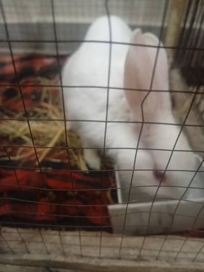 9month old red eyes male rabbit
