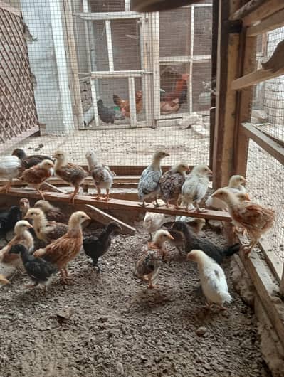 vaccinated 1 month chick's available