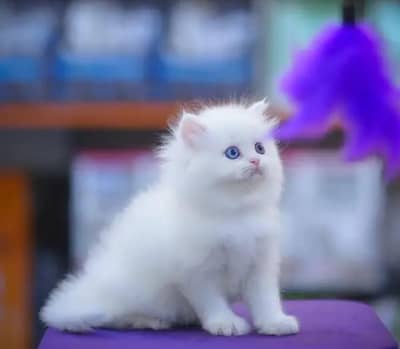 Persian female kitten for sale delivery available all Pakistan