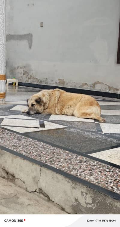 Afghan kuchi female contact 03025109073