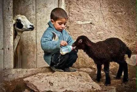 Sameer Ali