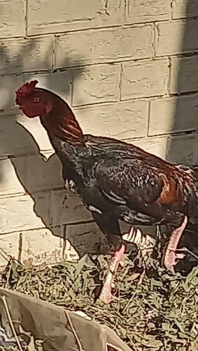 2 Aseel murghay 1 Murghi