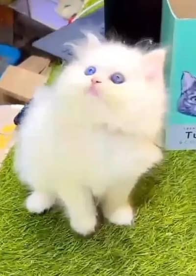 Persian female kitten for sale delivery available all Pakistan