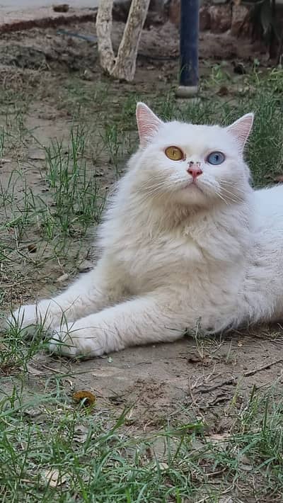PERSIAN CAT