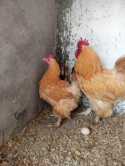 Heavy Buff | Golden Buff Fertile eggs