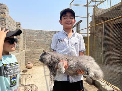 Cute Gray Cat – Vaccinated & Ready for Home