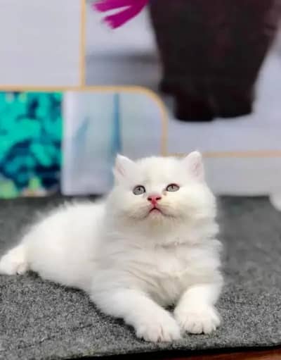 Persian female kitten for sale delivery available all Pakistan