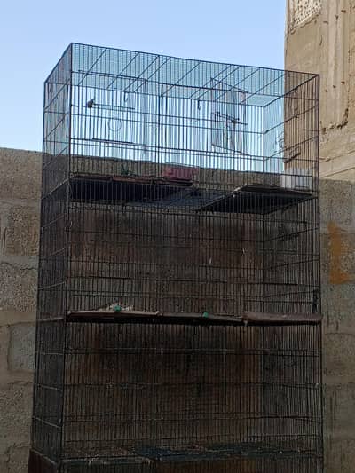 cage birds