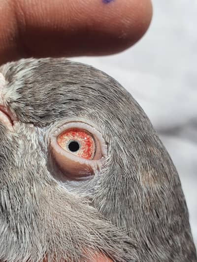 Breeder male for sale. 03266966686