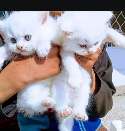 Persian female kitten for sale delivery available all Pakistan