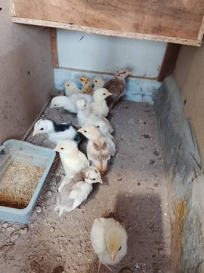 Aseel Heera Chicks