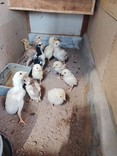 Aseel Heera Chicks
