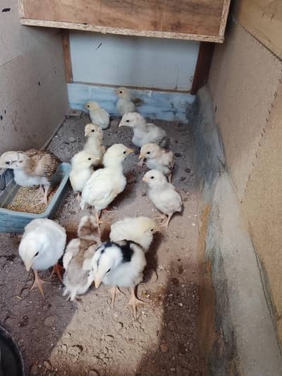 Aseel Heera Chicks