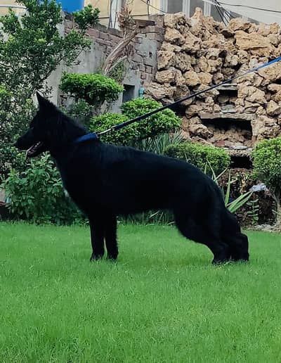 Black Shepherd Female