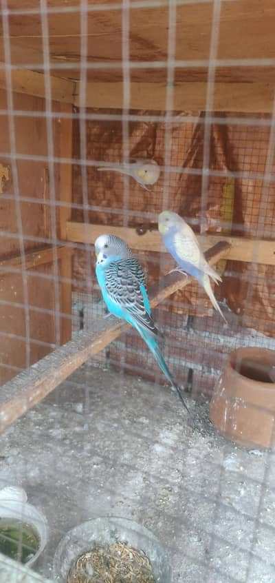 Australian parrots tottay Sath pinjra b