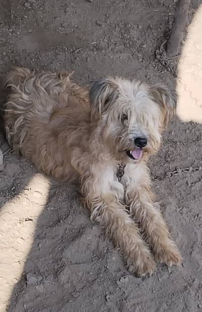 exchange krna h long cotted h active