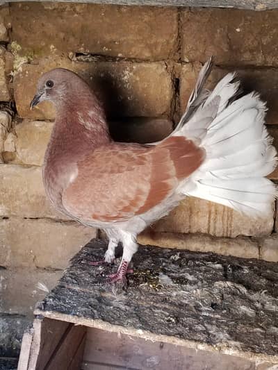 lucky pegion for sale