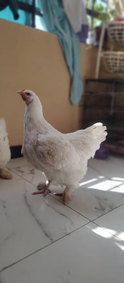 unique quality of buff