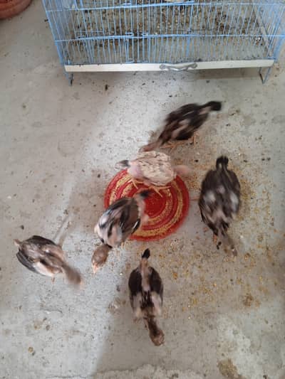 aseel chicks for sell