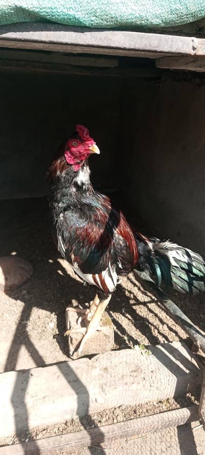 Quality pathay 1 saal k.