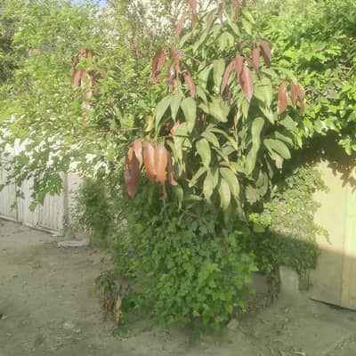 fruit trees for sale
