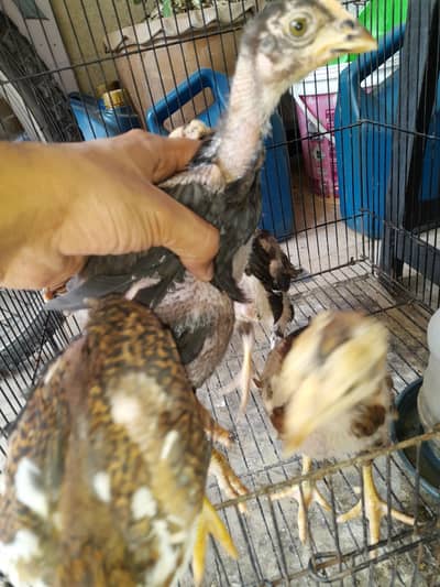 2 females 3 males healthy and active