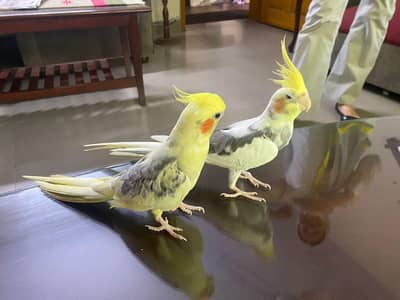 cockatiel , love bird