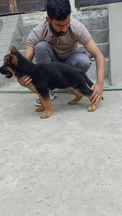 show quality Gsd male puppy