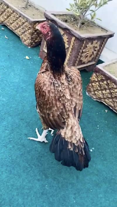 High Quality Lakhi Madi For Sale. . 03058914115