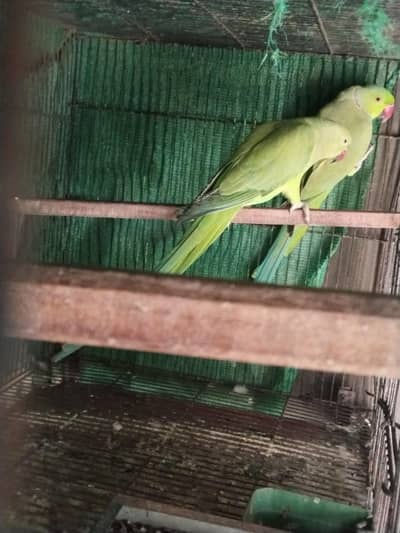 green ringneck