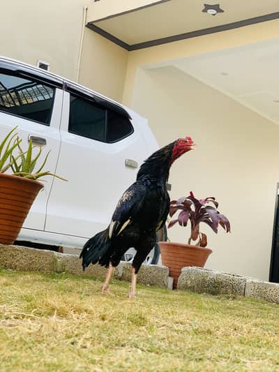 Aseel patha for sale