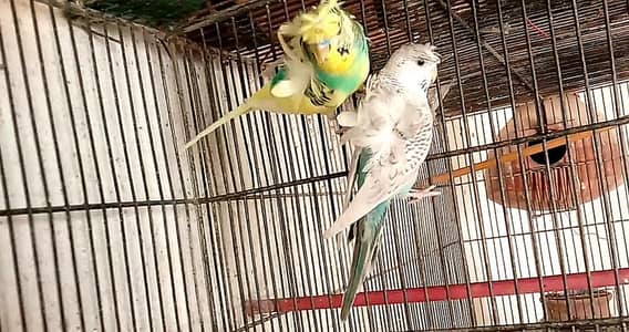 hogoromo budgies pair for sale