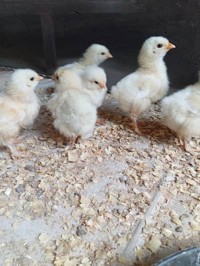 fancy chick white heavy buff ,healthy active