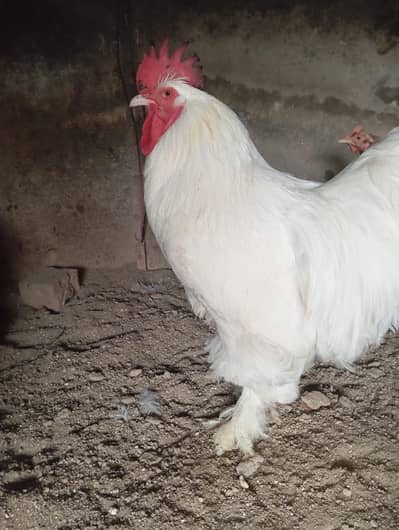 white Habib of male adult male breeder pure quality paper white