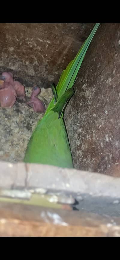 Chicks of talking parrots and red conure