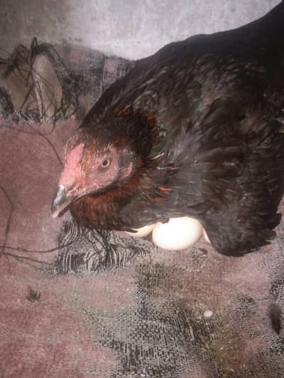 Aseel Thai with vait cross curuk murghi