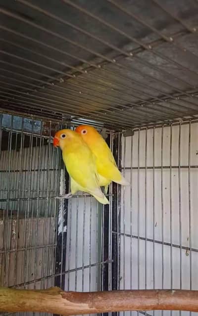 love bird yellow pair red eyes