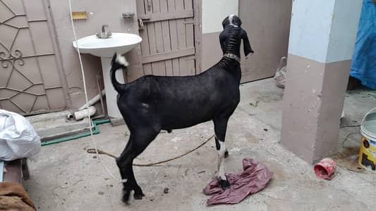 Bakra