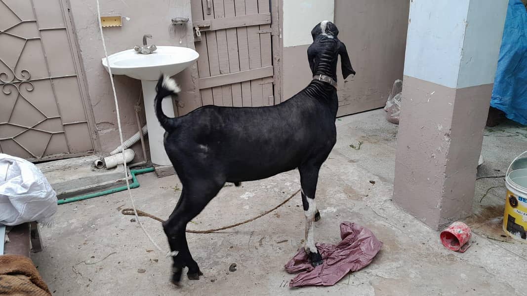 Bakra 0