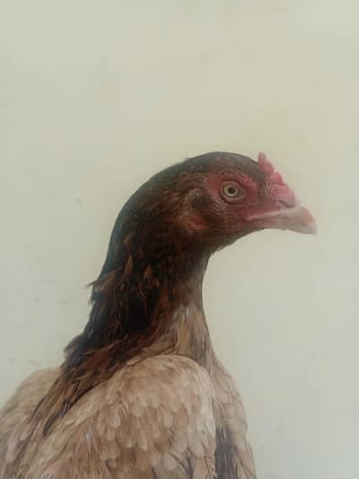 1 aseel murgi & 6 chicks aseel