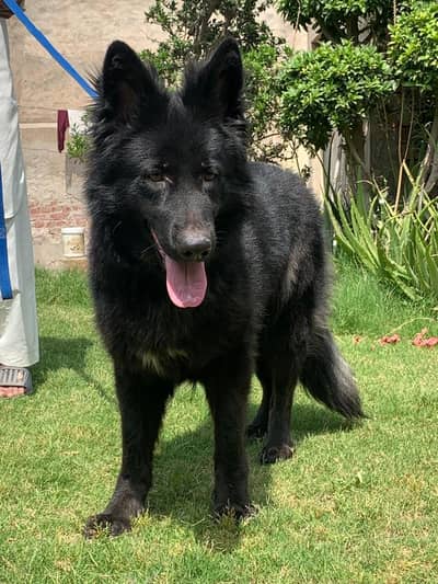 Black Shepherd Female