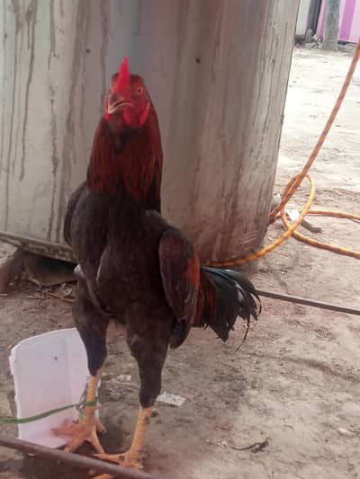 aseel sindhi pathaa for sell only 5000