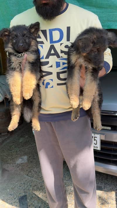 German shepherd puppies / long coat puppy/ gsd dog/quality pup