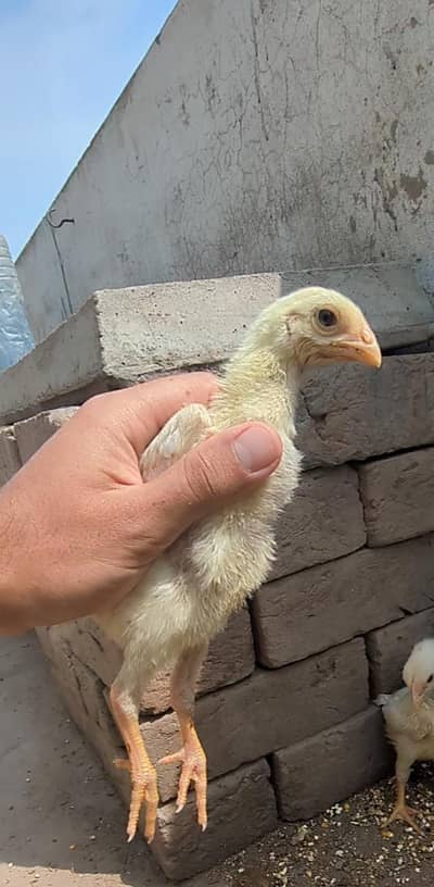 white shamo chicks / o shamo / shamo chicks / aseel shamo / german